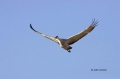 New-Mexico;Sandhill-Crane;Crane;Flight;Southwest-USA;Grus-canadensis;Flying-bird
